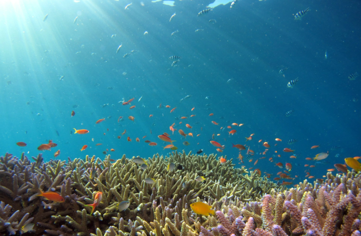 Bloomberg Philanthropies Deploys $260 Million to Expand Global Ocean Protection